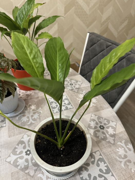 Комнатные цветы, распродажа!