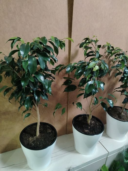 Фикус Бенжамин 70см