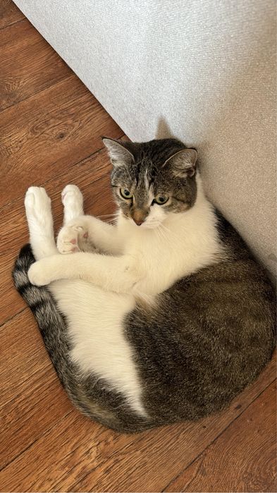 Отдам бесплатно котика в хорошие руки