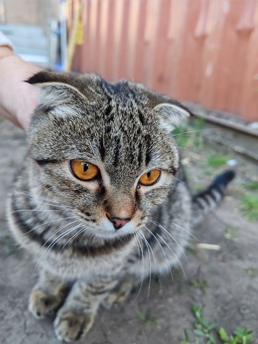 Котенок вислоухий  бесплатно