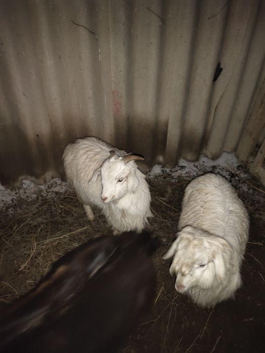 Осы ұрғашы лақ сатылады 12 мың тг!