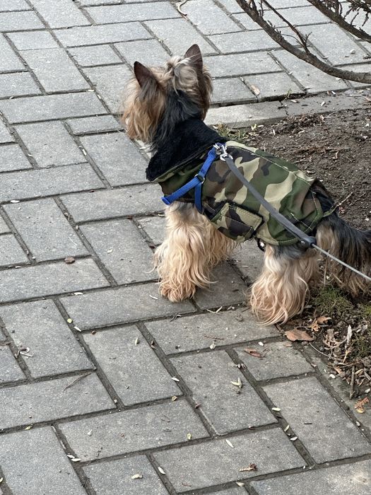 Pet sitter privat