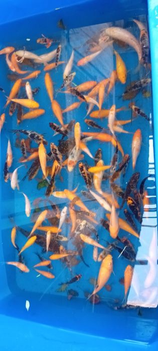 Crapi koi 7-15 cm