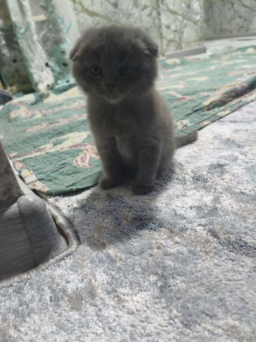 Котята скотиш фолд