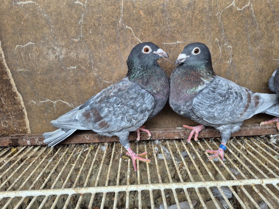 Vând porumbei voiajor culori