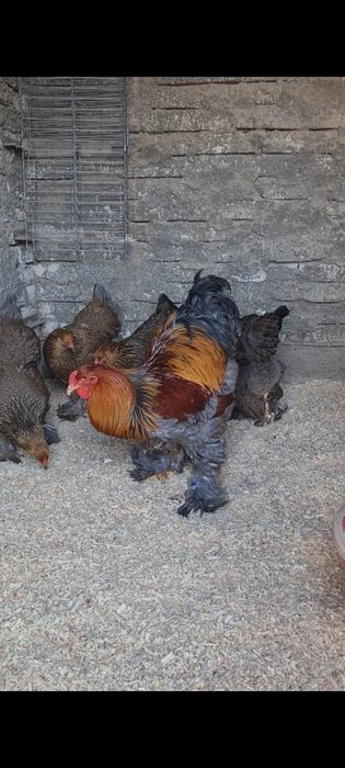 Oua Brahma potarnichiu