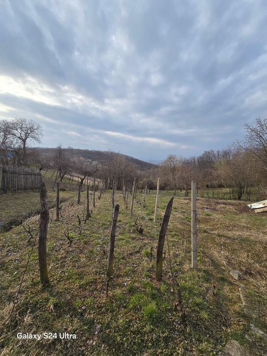 Imobiliare de vanzare la tara