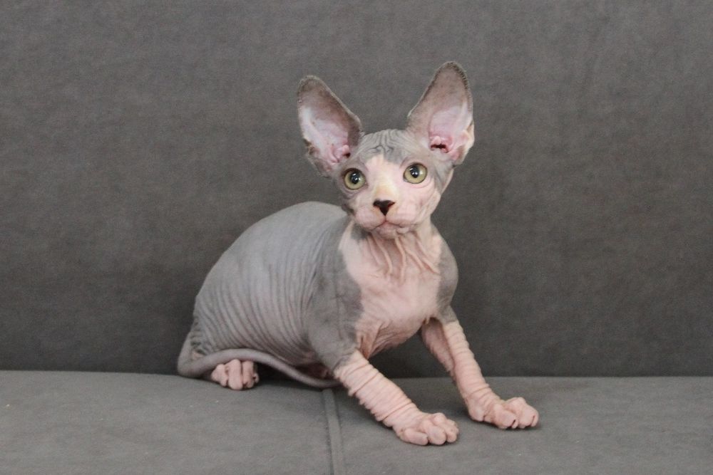 Сфинксы из профессионального питомника