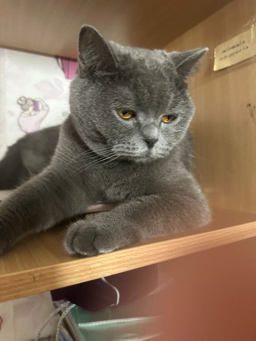 Отдам в хорошие руки