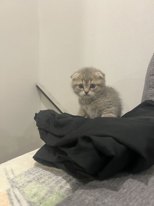 Продаются британские котята