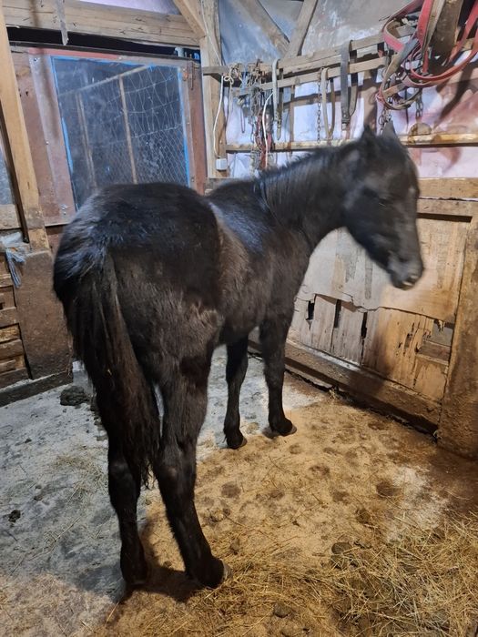 Продавам мъжко конче на 10 месеца