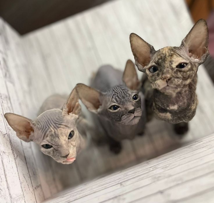 Донские Сфинксы.