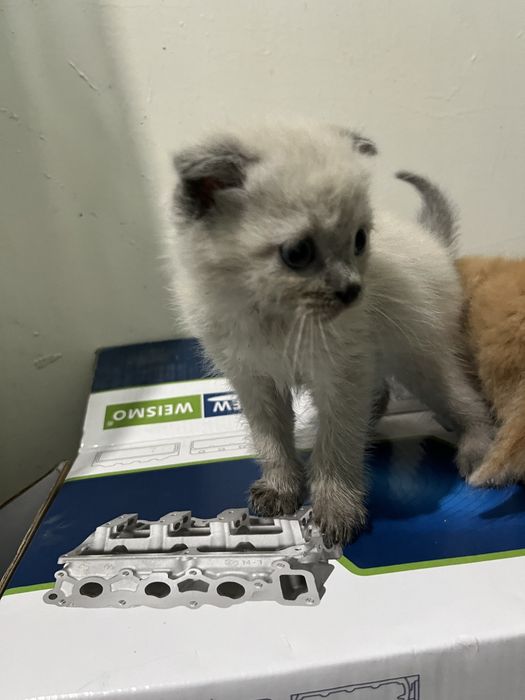 Шотландский вислоухи 6 шт