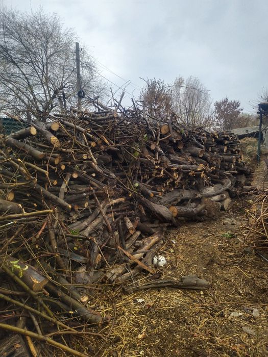 Кундалар бор хархил дарахдан