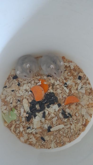 Хомячки джунгарские