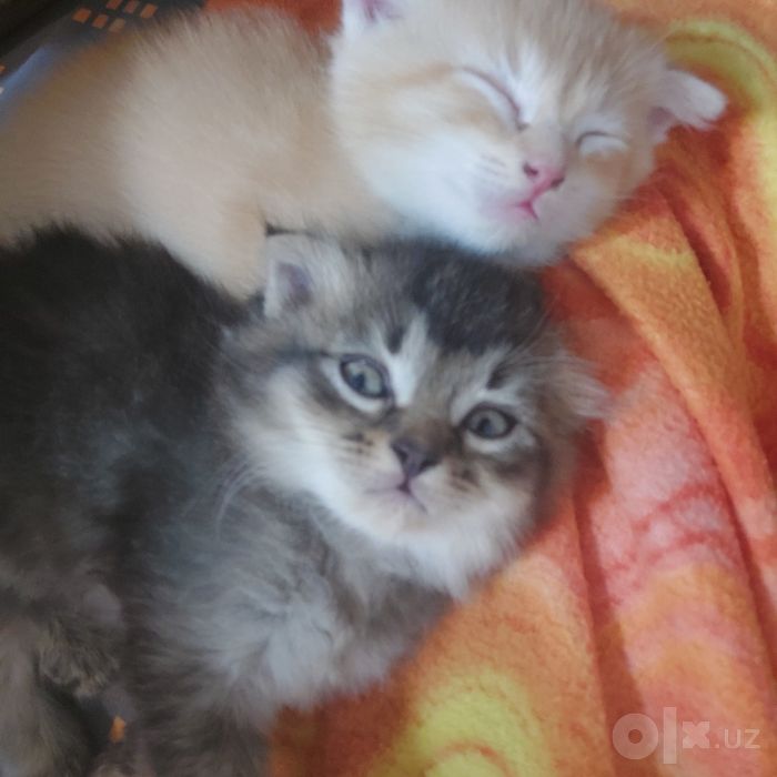 Котёнок вислоухий