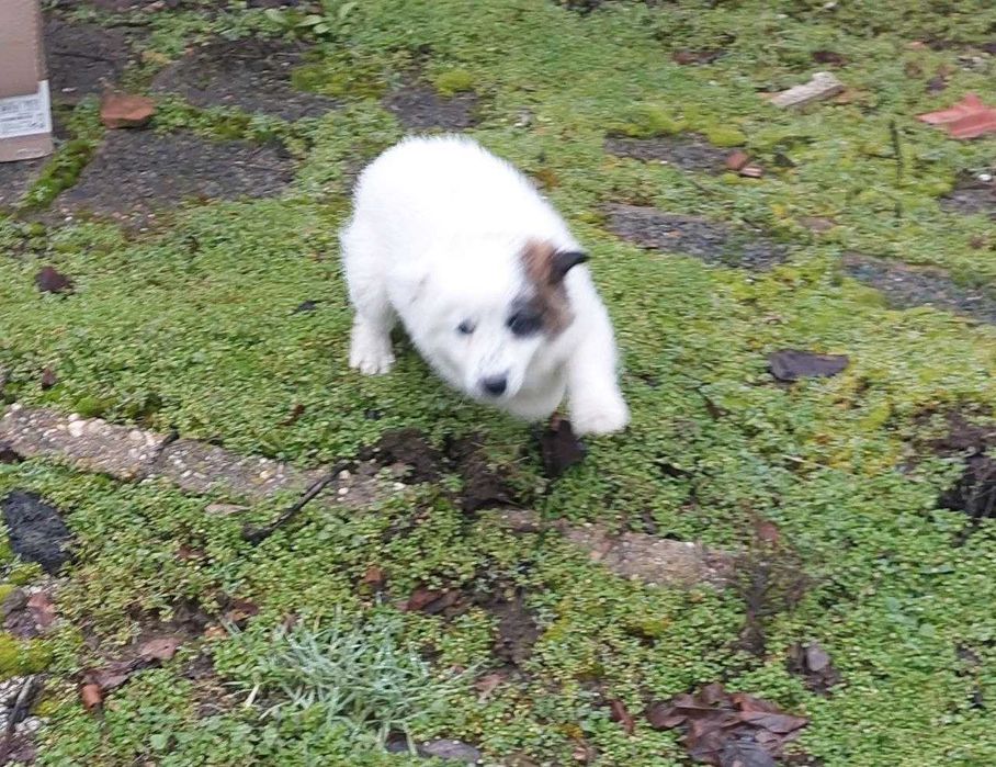 3 кученца търсят нов дом