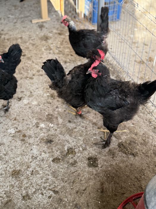 Vand oua de incubat marans