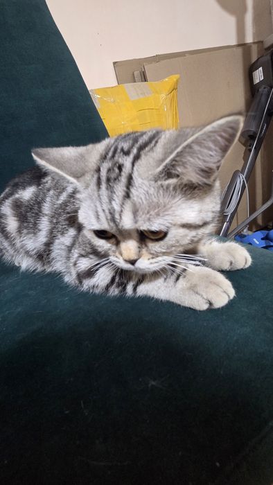 Шотландская прямоухая кошка