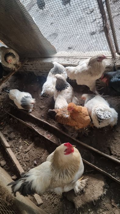 Kurka va brama tovuqlar sotiladi