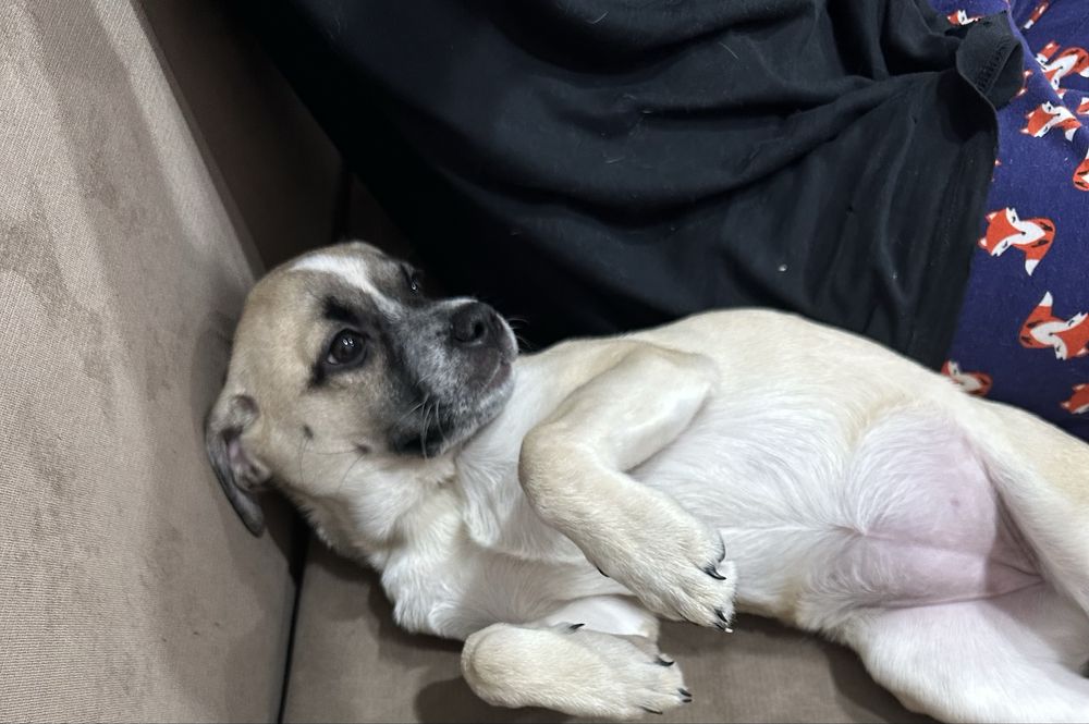 Тиша в добрые руки