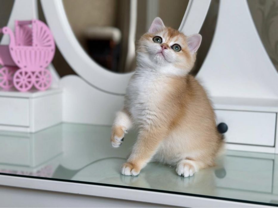 Золотая шиншилла