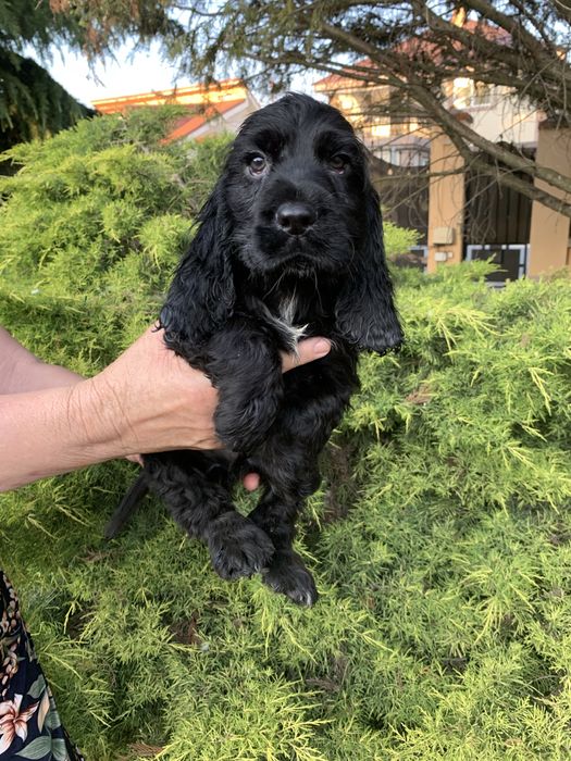 Cocker spaniel baiat