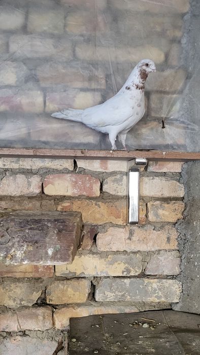 Кабутар пара сотилади