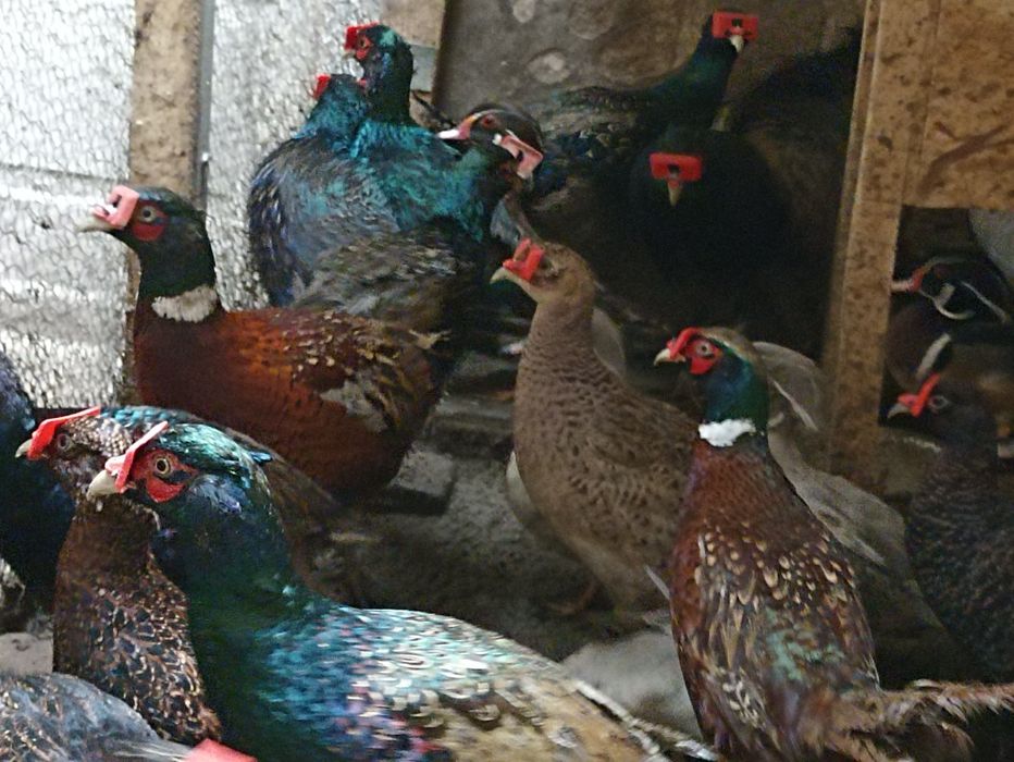 Vînd fazani auriu pe roșu , pe galben , diamant , comuni albi , maturi