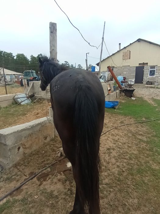 2 Жасар құнан жуас