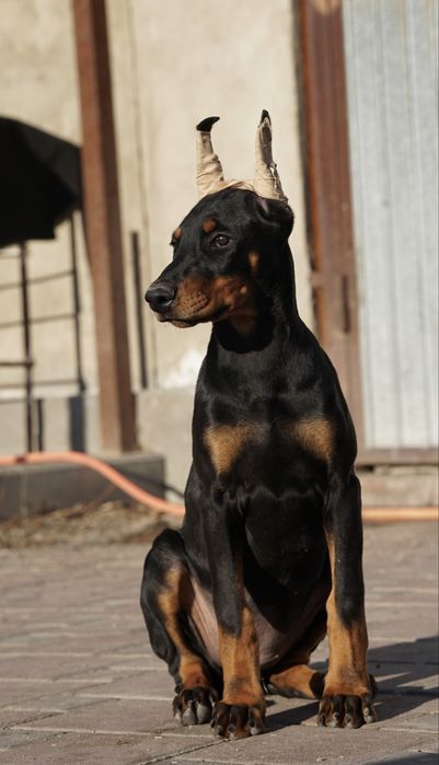 Продаются щенки добермана