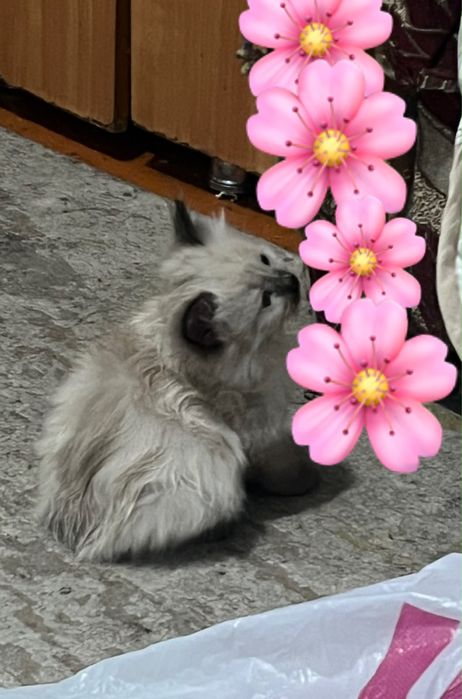 Котята Рэгдолл ШЫМКЕНТ