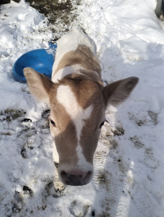 Телёнок бычёк животные .