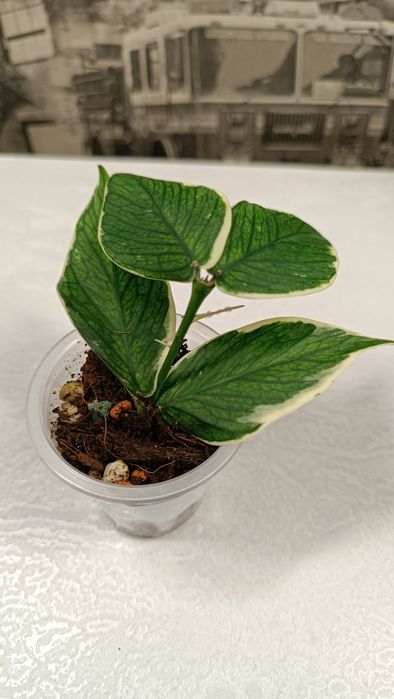 Хойя Полинейра Альбамаргината