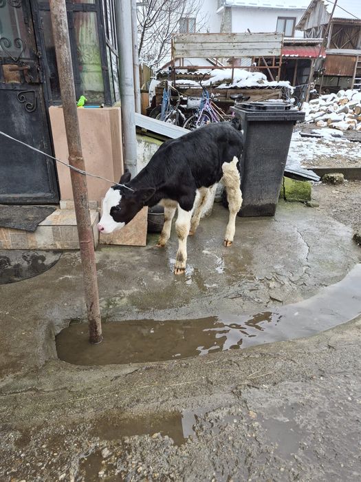 Vând vițel bălțat montat de 15 zile