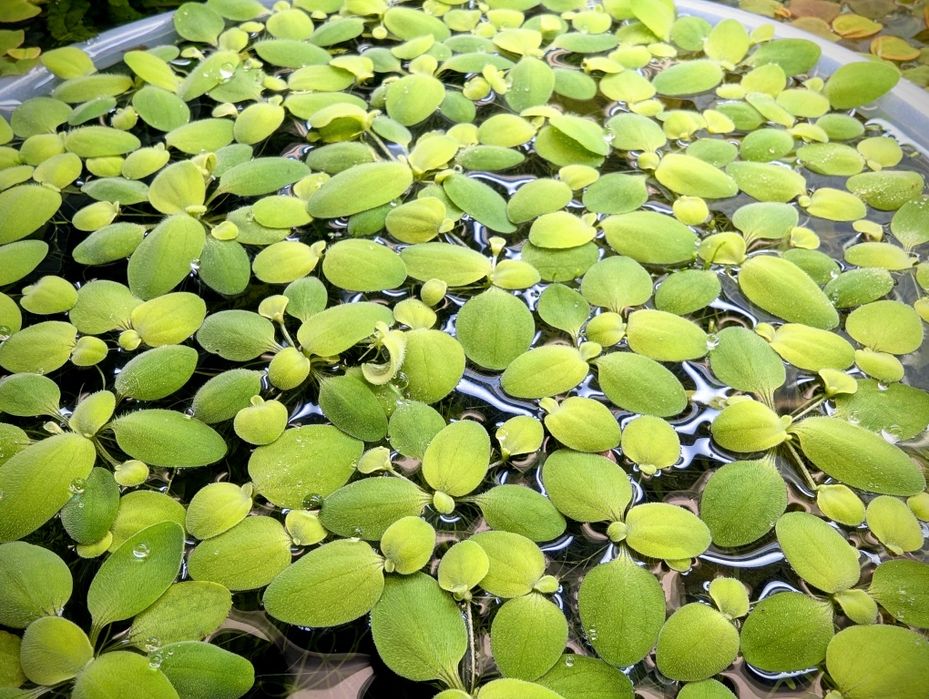 Плаващи растения за аквариум