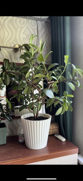 Фикус Эластика Робуста