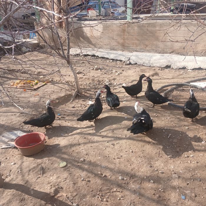 Продаю уток ундаутка