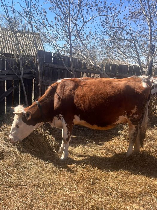 Продам коров с телятами