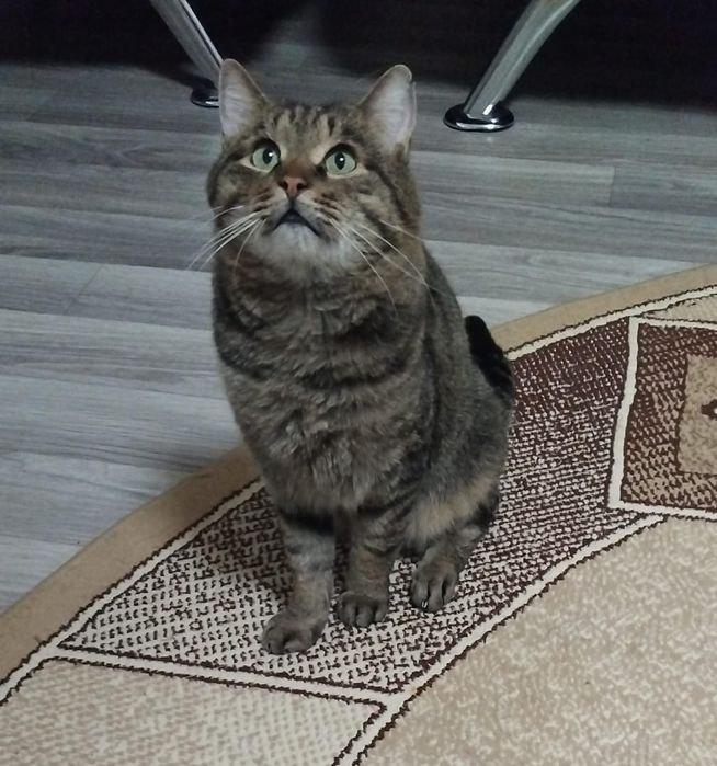 кошечки и котики в добрые руки