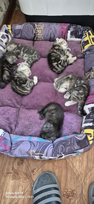 Бронирования  котят