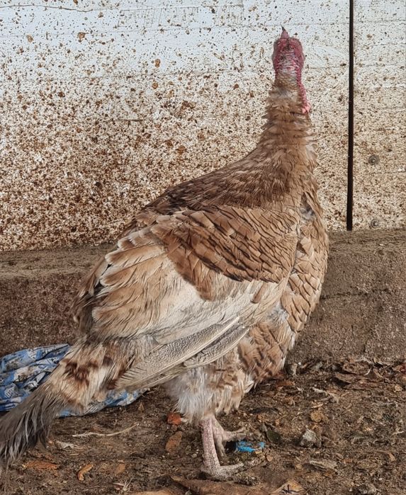 Меняю Гусей, Гусынь и Индюка на молодых  курочек несушек