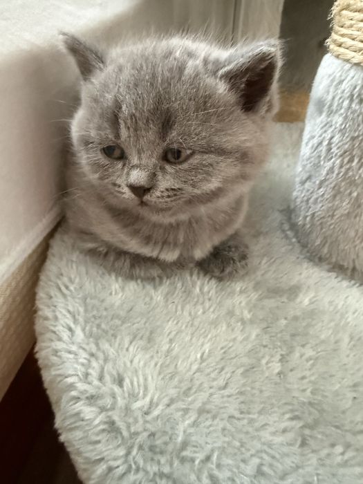 Британски котета сладки домашни любимци