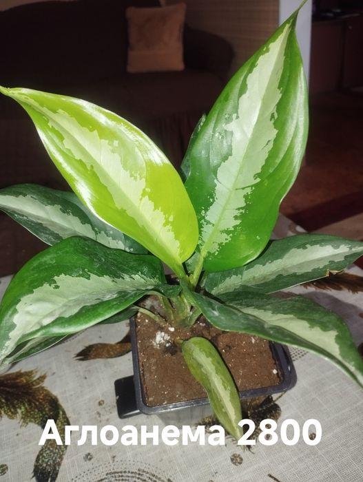 Продам комнатные растения