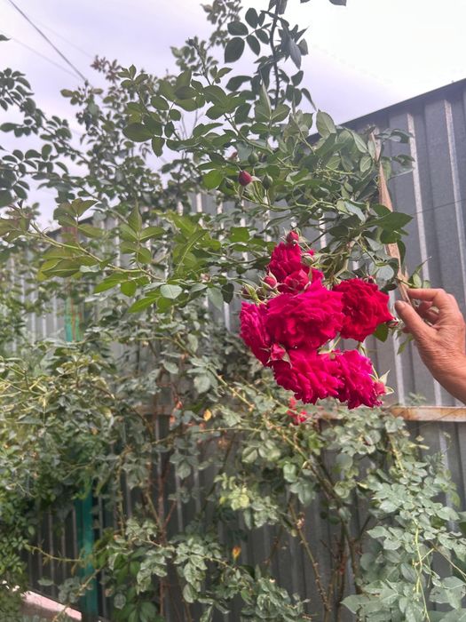 Продам цветы разные