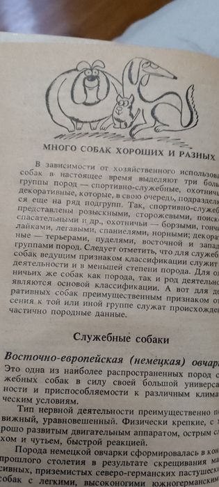 Собака в вашем доме