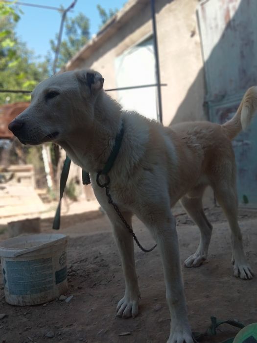 Тараз алабай бағасы 25000тг