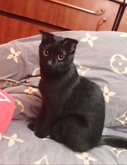 Ищем котика для вязки.