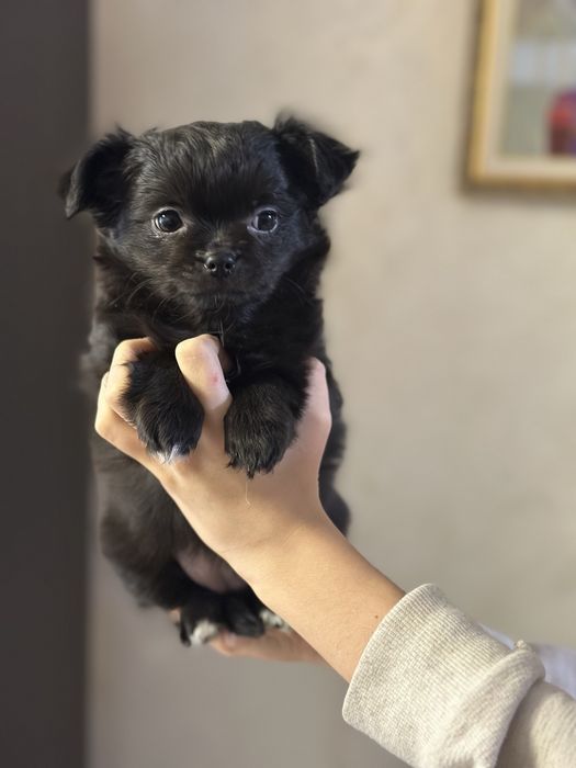 Женско куче чихуахуа на 2 месеца