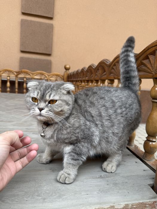 Мушук сотилади скоттиш фолд